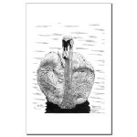 Swan Pen and Ink 11 X 17 Poster/Print by NANCE
